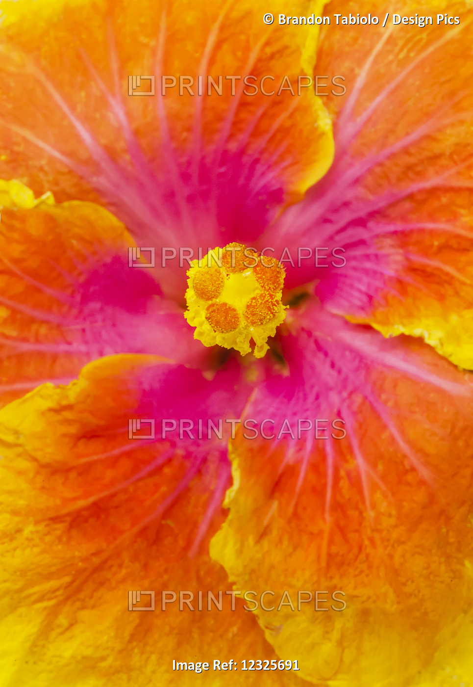 Close-Up Macro Shot Of A Beautiful Orange, Pink And Yellow Hibiscus Flower; ...