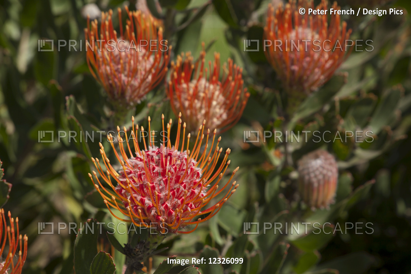 Pincushion (Scabiosa) Protea Flower; Kula, Maui, Hawaii, United States Of ...