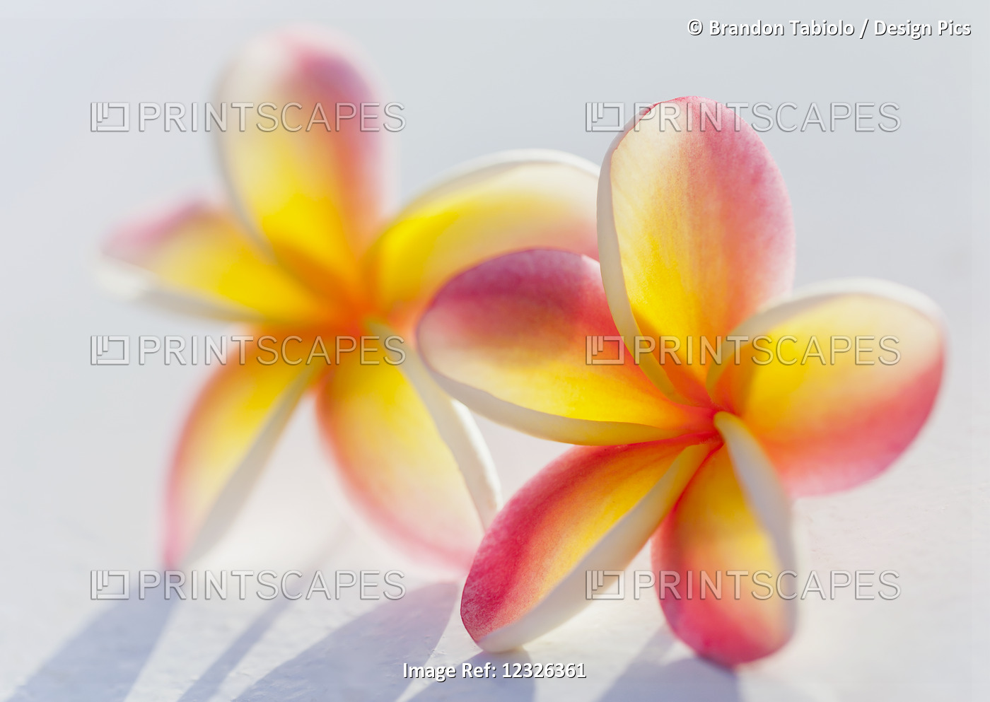 A Pair Of Beautiful Yellow And Pink Plumeria Flowers Together (Apocynaceae) On ...