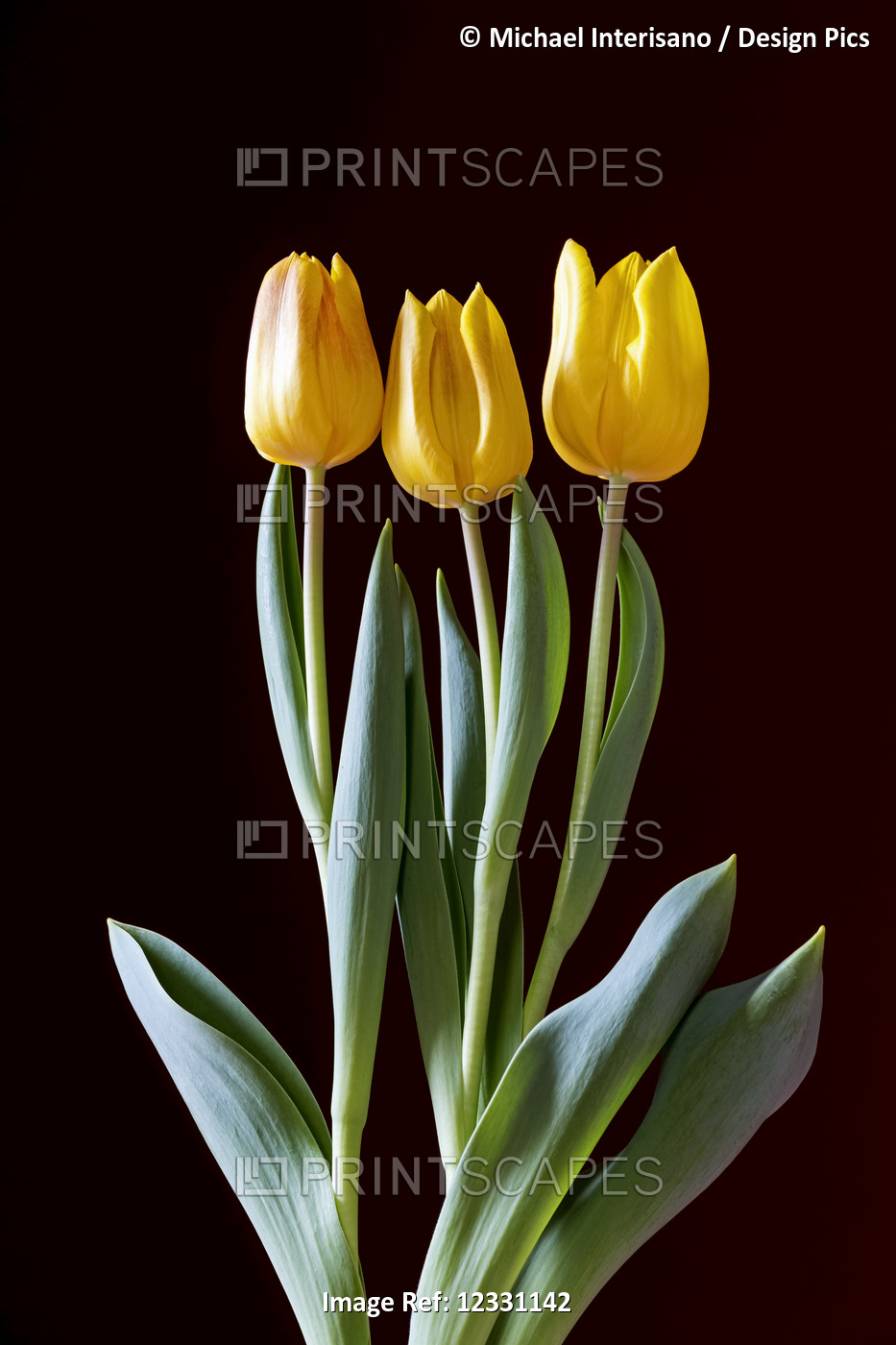 Yellow Tulips Against A Black Background; Calgary, Alberta, Canada