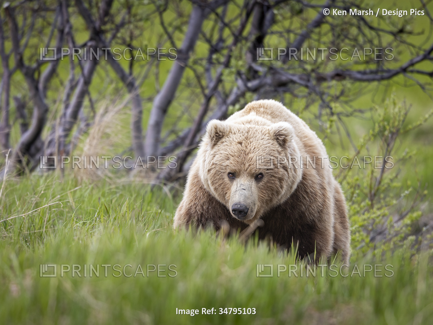 Brown bear (Ursus arctos) encountered near the sedge flats near McNeil River, ...