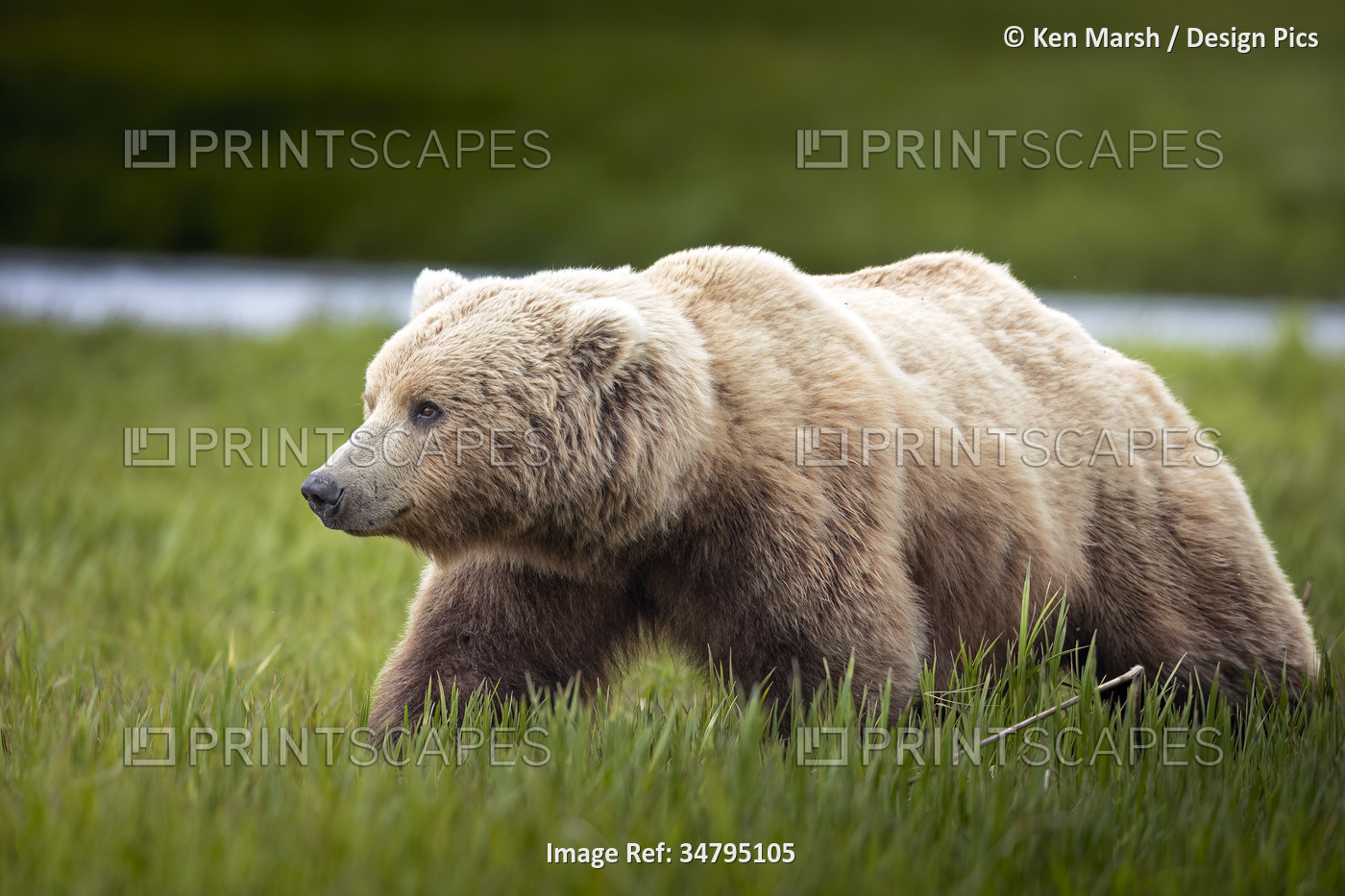 Brown bear (Ursus arctos) walks in the sedge flats near McNeil River, Alaska. ...
