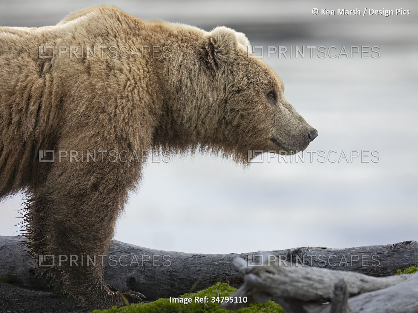 Brown bear (Ursus arctos) pauses on a spit extending into southwestern Alaska's ...